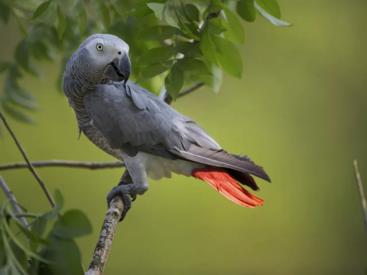 Jako Papağanı Bakımı, Özellikleri ve Beslenmesi