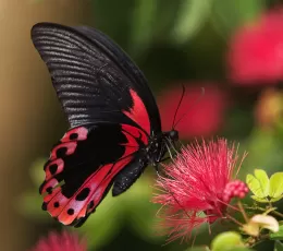Kelebeklerin Özellikleri ve Bilinmeyen Yönleri