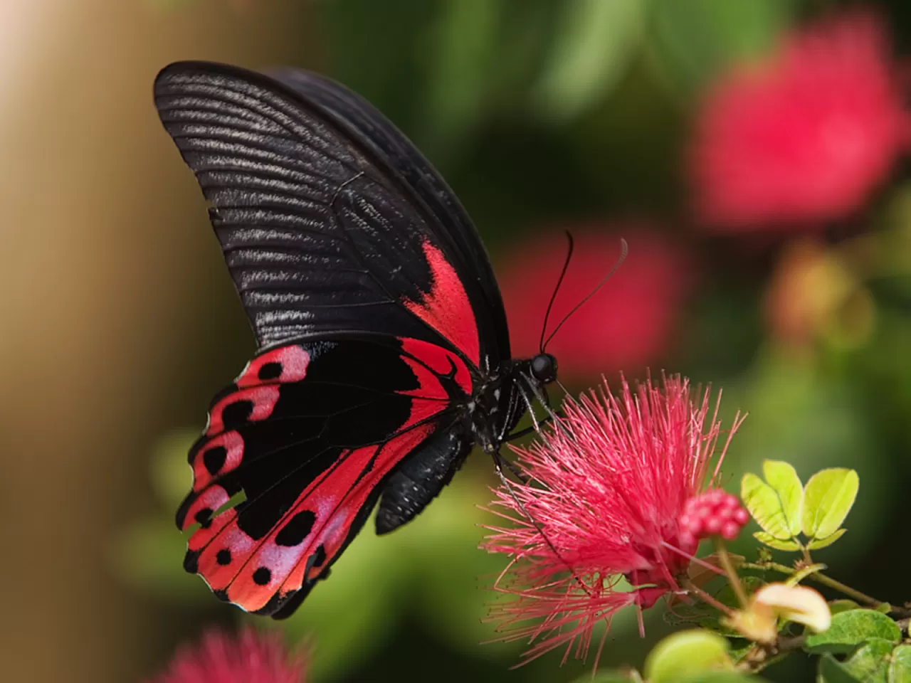 Kelebeklerin Özellikleri ve Bilinmeyen Yönleri