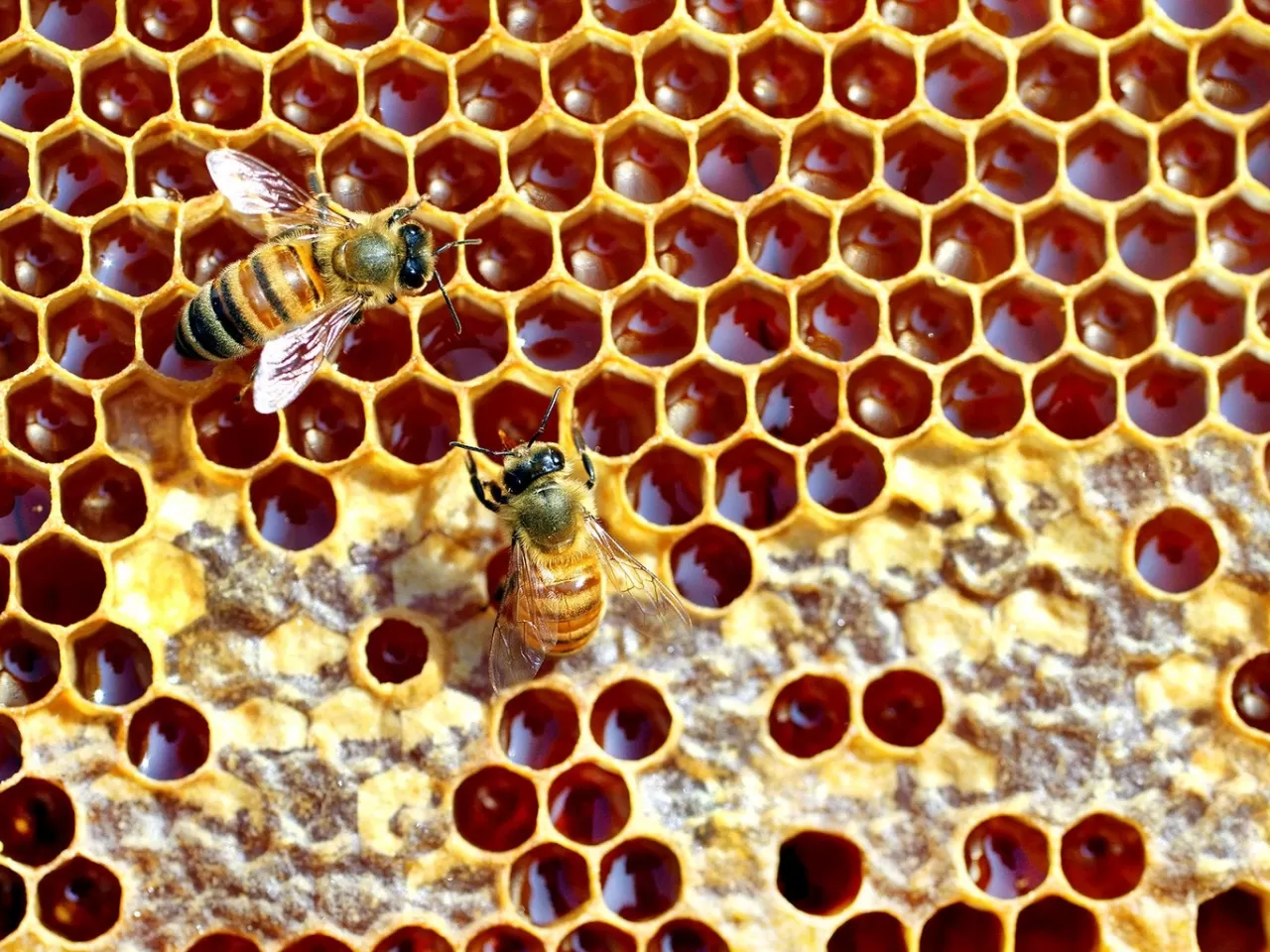 Biraz Ballarından Bahsedelim…