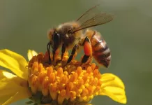 Arılar Nasıl ve Neden Bal Yapar? Arıların Özellikleri ve Arılar Hakkında