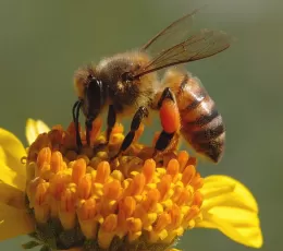 Arılar Nasıl ve Neden Bal Yapar? Arıların Özellikleri ve Arılar Hakkında
