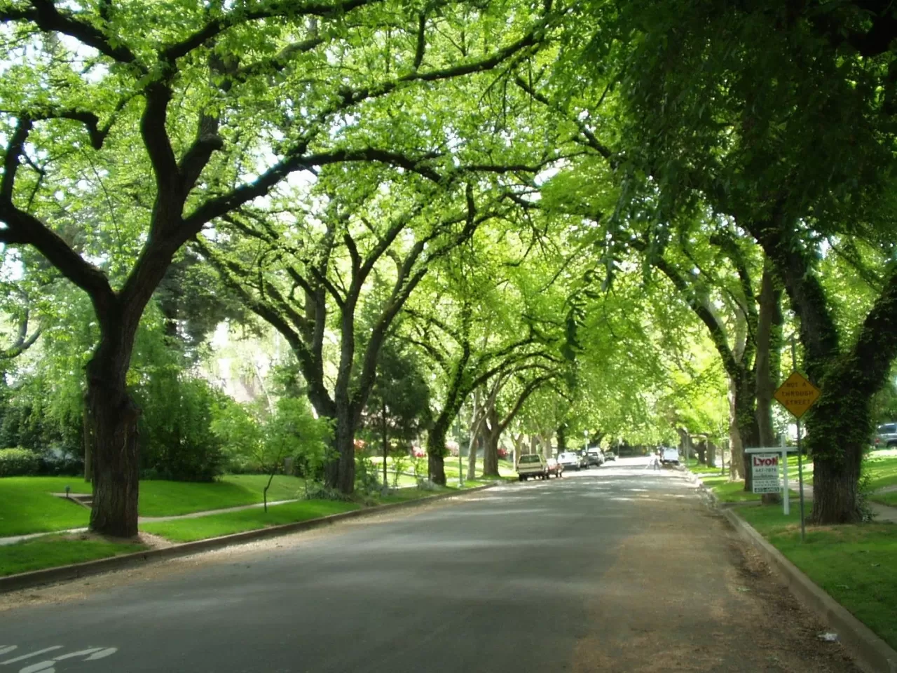Ağaçlar, havayı temizleyerek oksijen üretir.