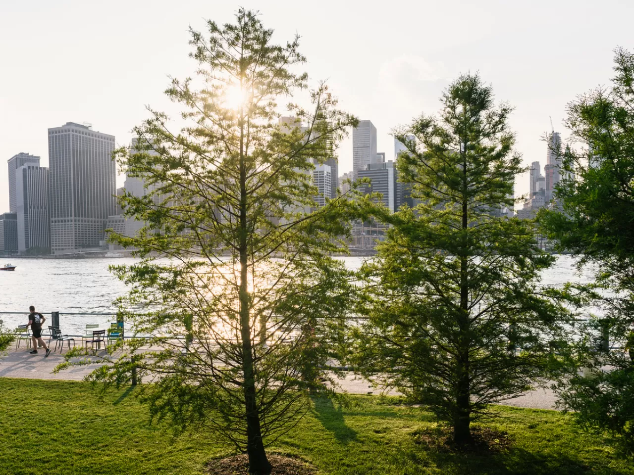 Ağaçlar, su kirliliğini engellemeye ve su varlığını korumaya katkı sağlar.