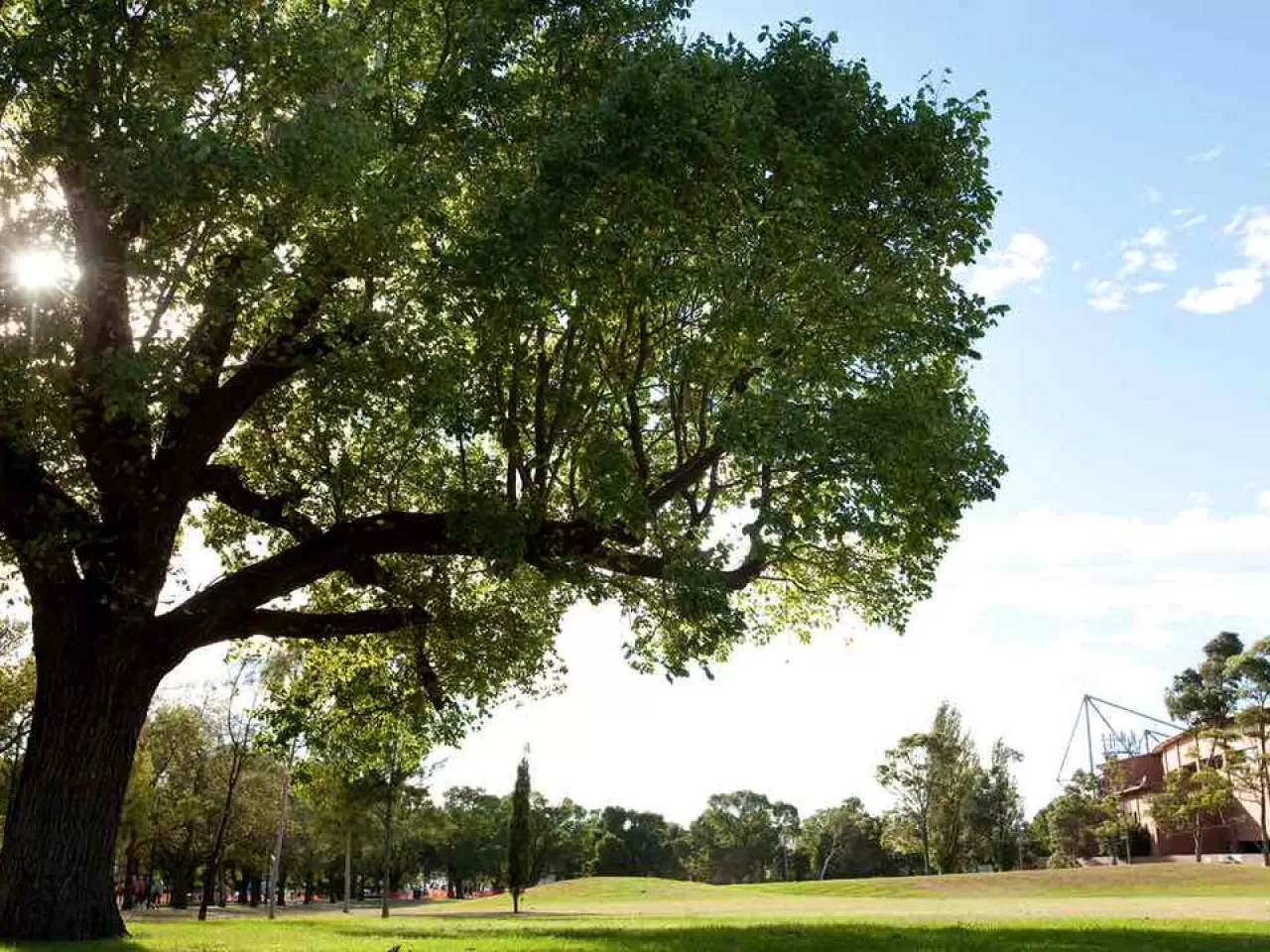 Ağaçlar, toprak erozyonunun önlenme sürecine katkı sağlar.