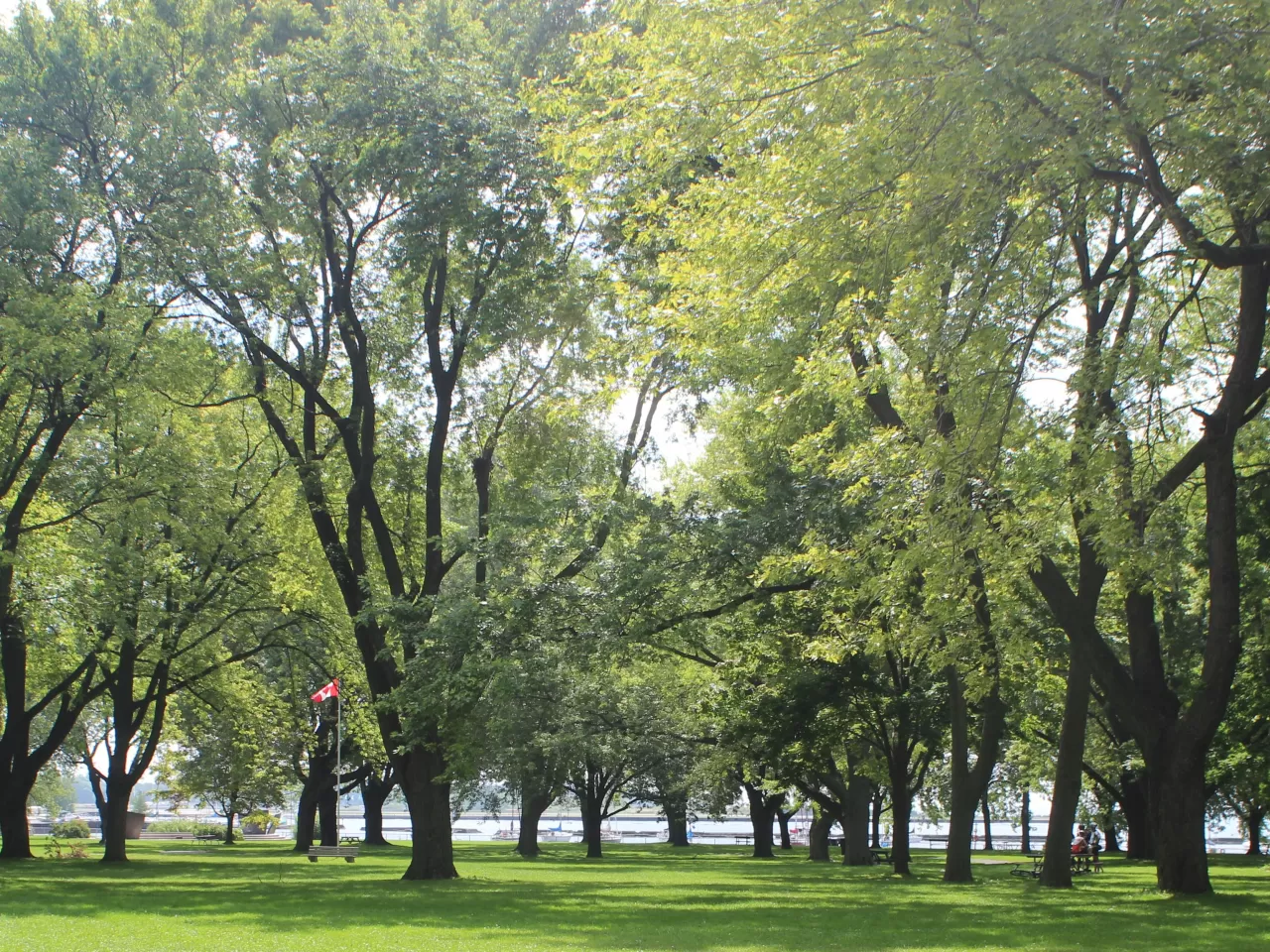 Ağaçlar, enerji kaybını önler.
