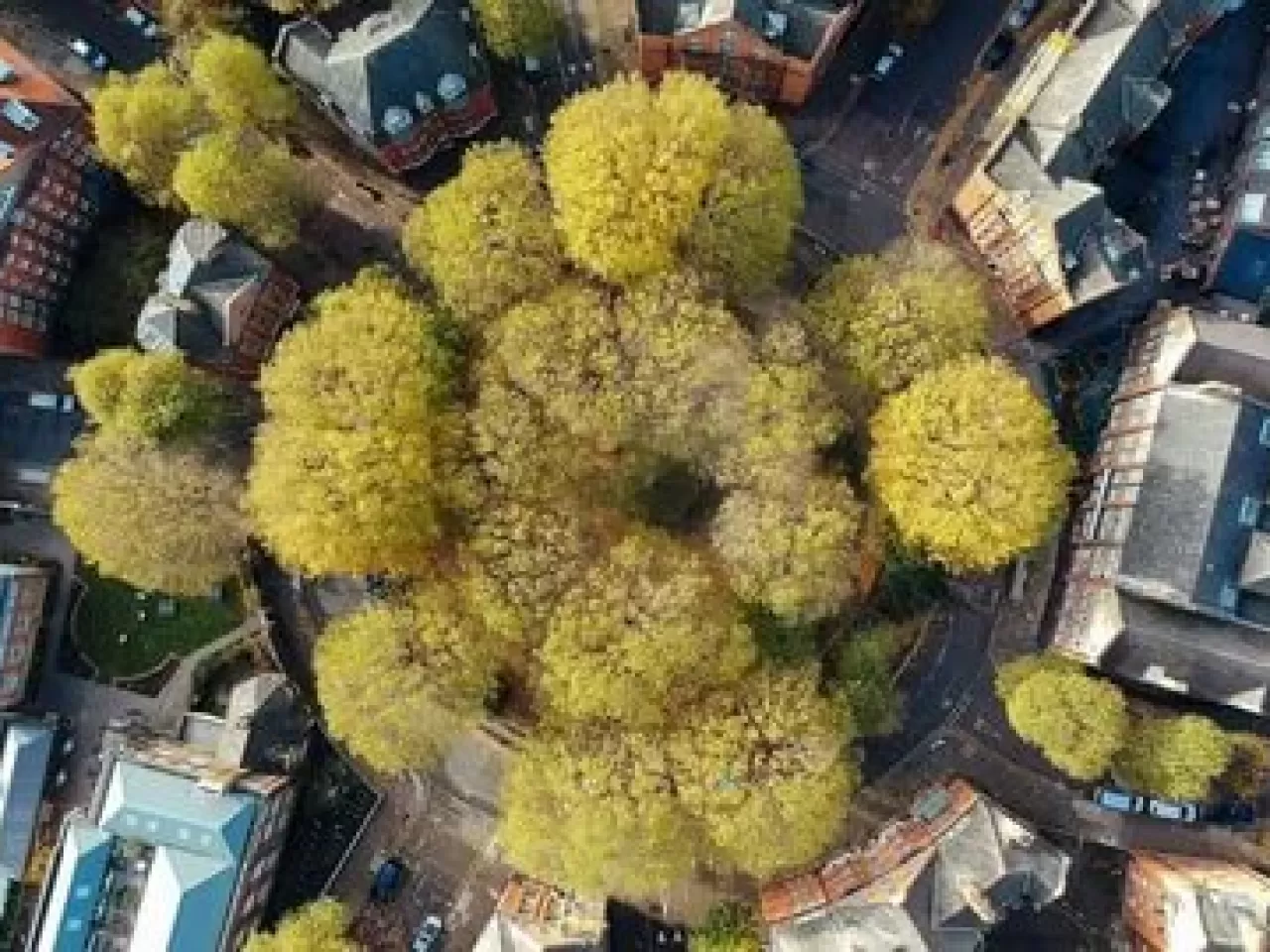 Ağaçlar, şiddetin azalmasına da katkı sağlar.