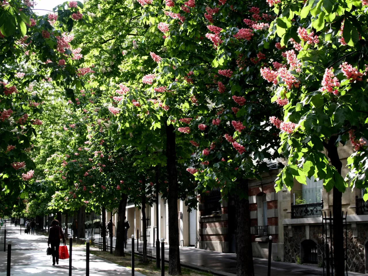 Ağaçlar, insanları zararlı ışınlardan korur.