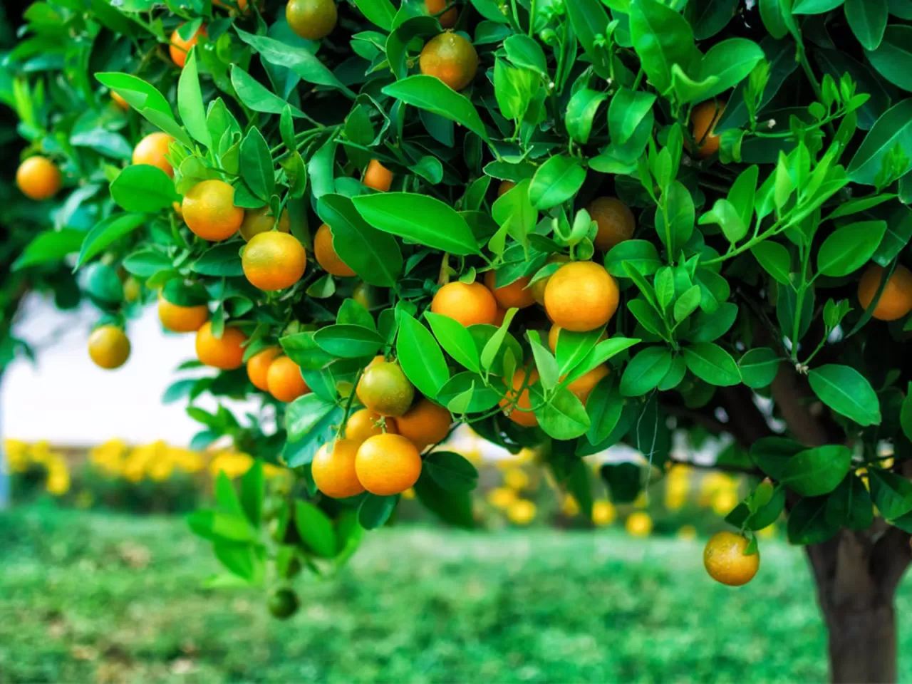 Ağaçlar, ekonomik olanaklar sunabilir.