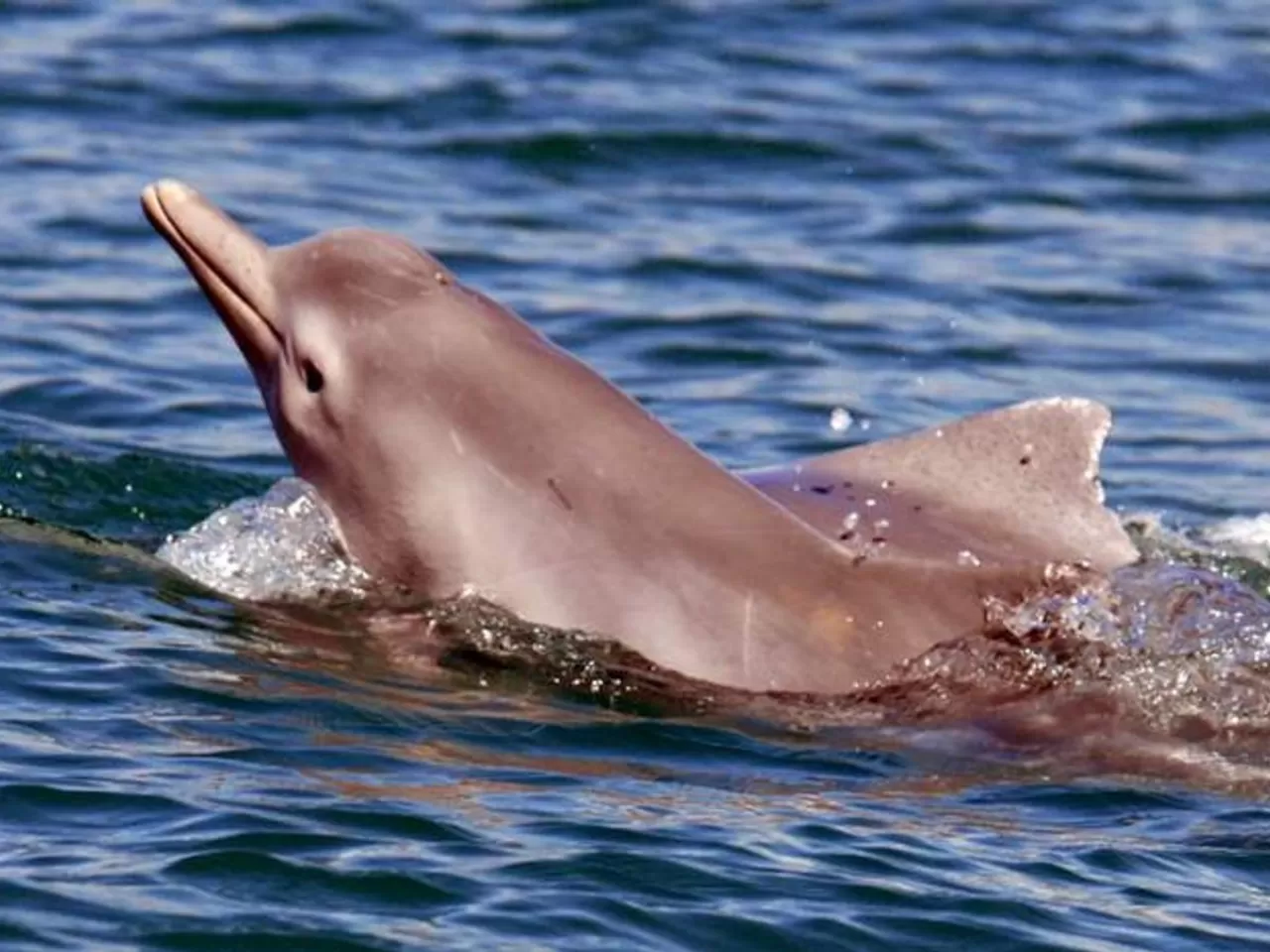 Kaç Tür Yunus Vardır?