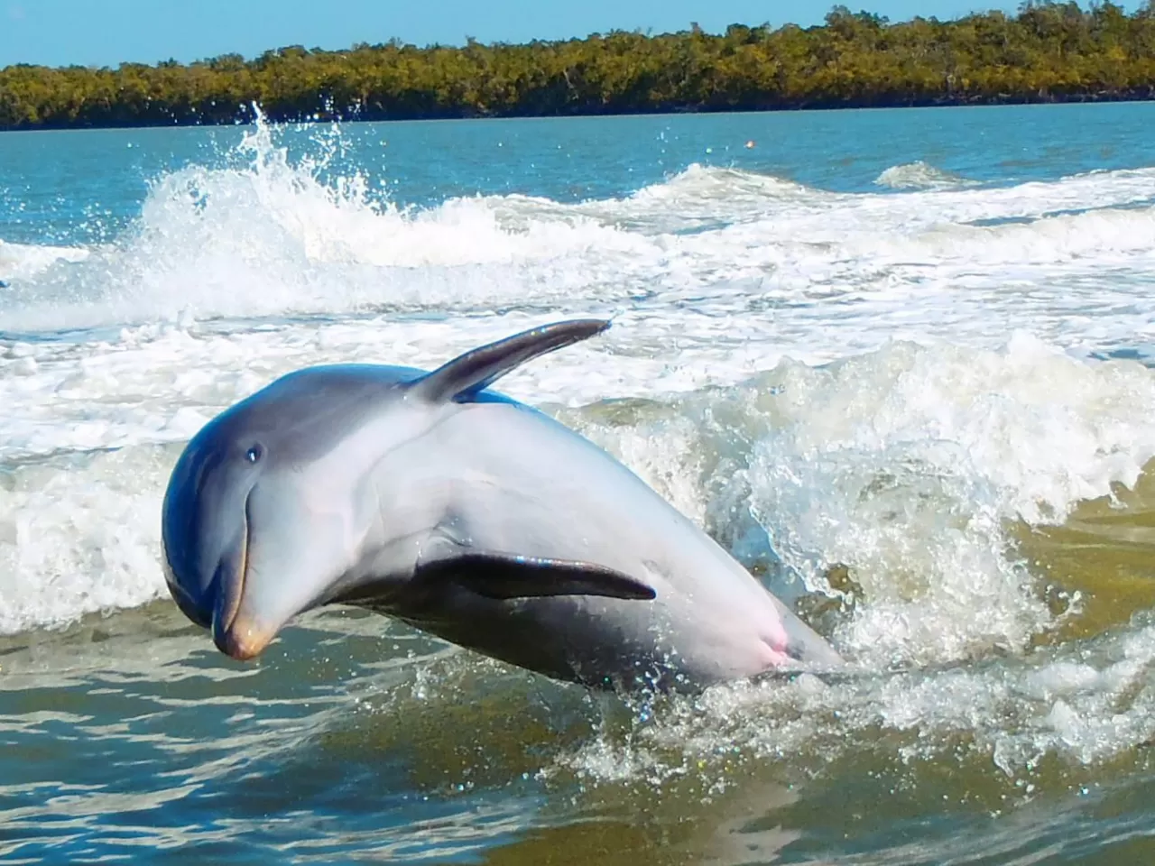 Yunuslar Nerede Yaşar?
