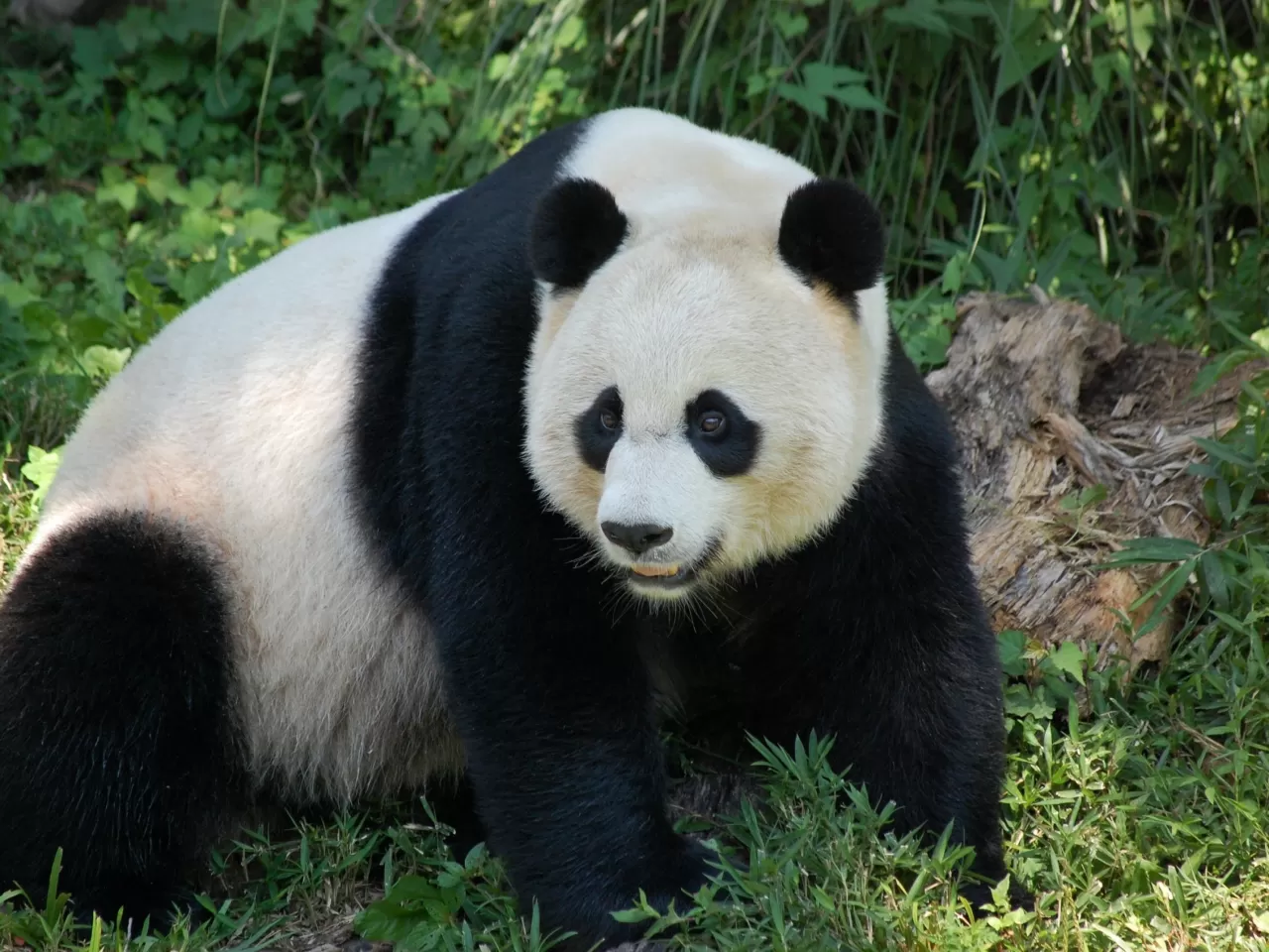 Ve Panda İçin Devleşme Vakti…