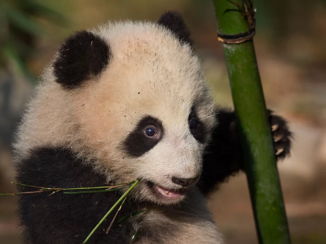 Живая панда цена в россии. Китай Панда бамбук. Как выглядит Панда. Панда стоящий живой. Первая Живая Панда.