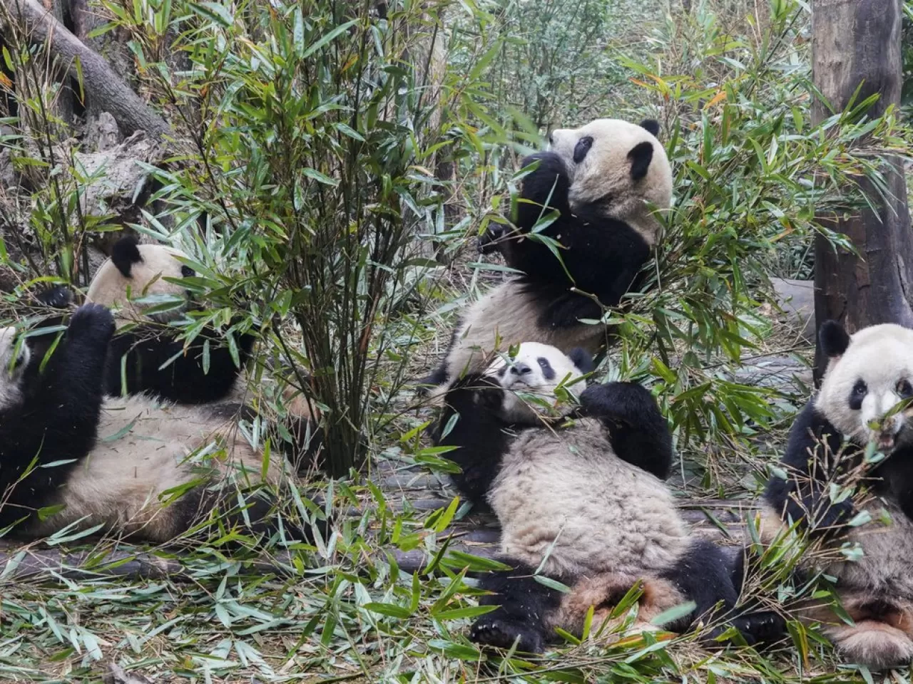 Pandas resample