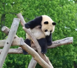 Pandaların Özellikleri ve Bilinmeyen Yönleri