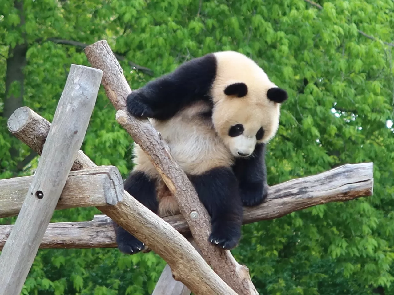 Pandaların Özellikleri ve Bilinmeyen Yönleri