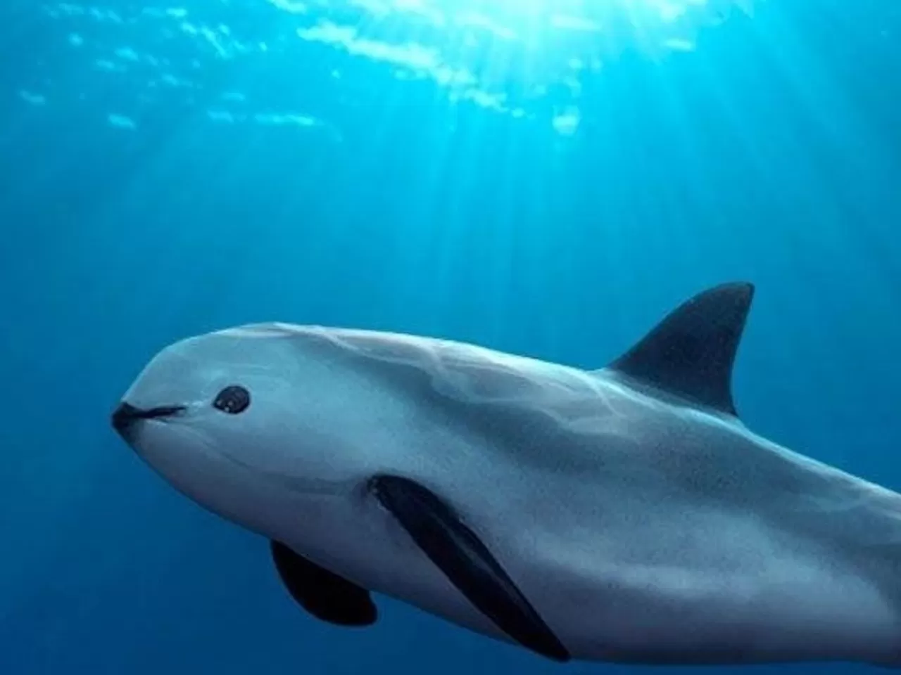 Dünyanın En Çok Nesli Tükenen Yunusu