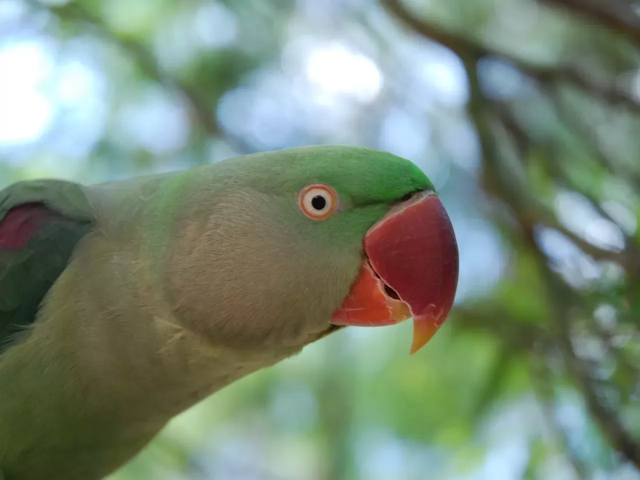 İskender Papağanı