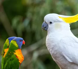 Evde Bakılabilecek Papağan Türleri