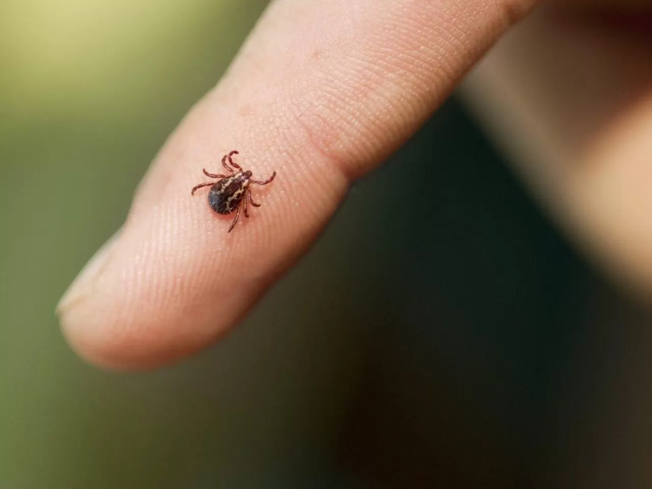 Araknofobisi Olmak Nelere Yol Açabilir?