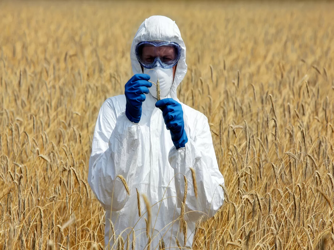 Tarımsal Genetik Mühendisliği Bölümü Nedir?