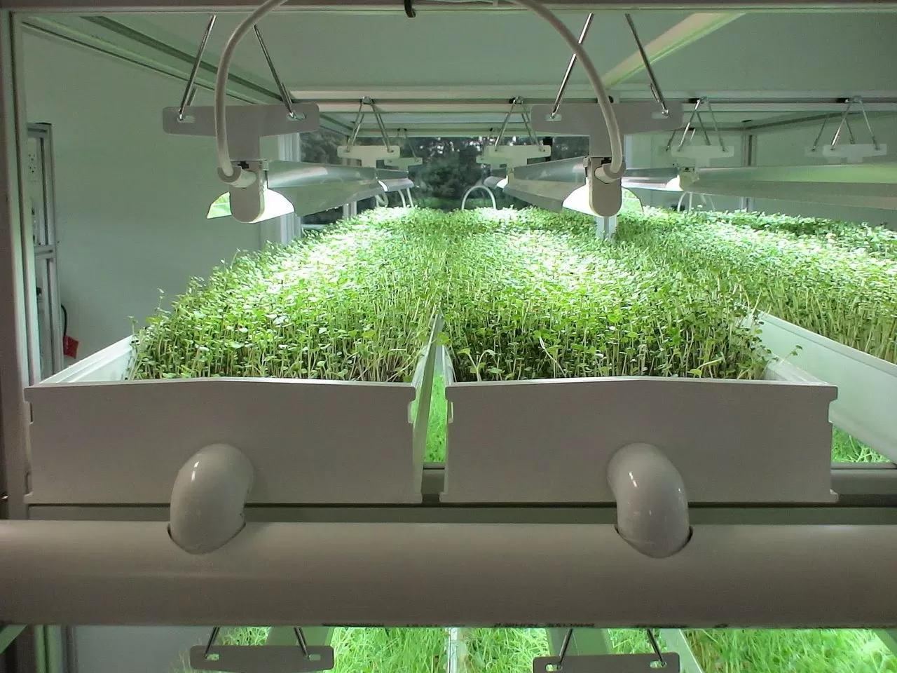 Peki Bitkilerin Büyümesi İçin Neye İhtiyaç Vardır?