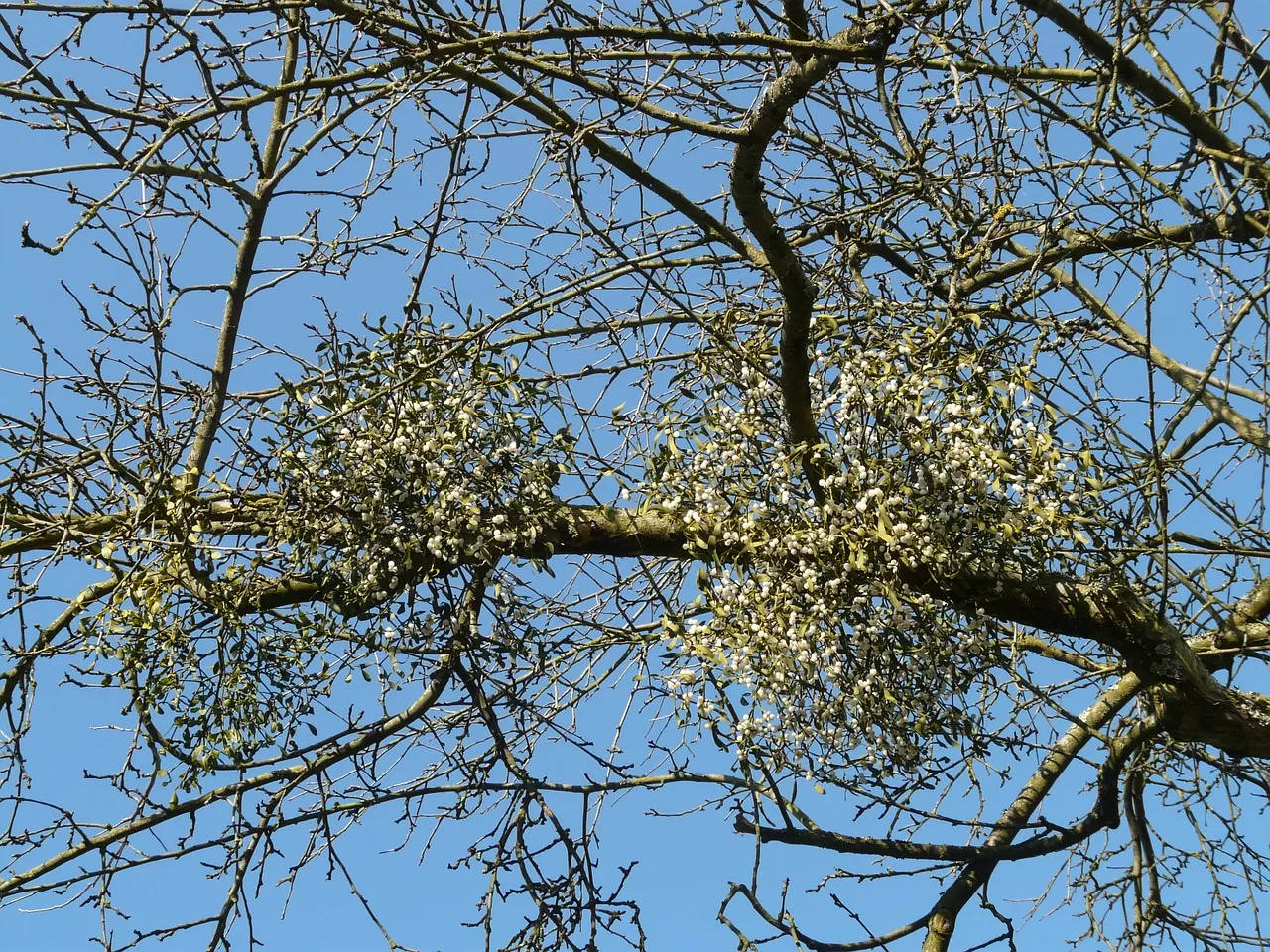 Sandal Ağacı Nedir?