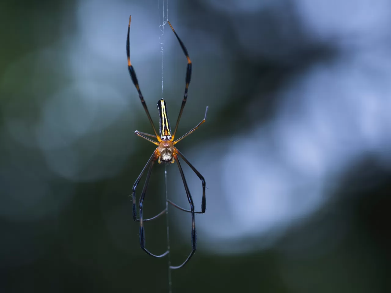 Alternatif Öneriler