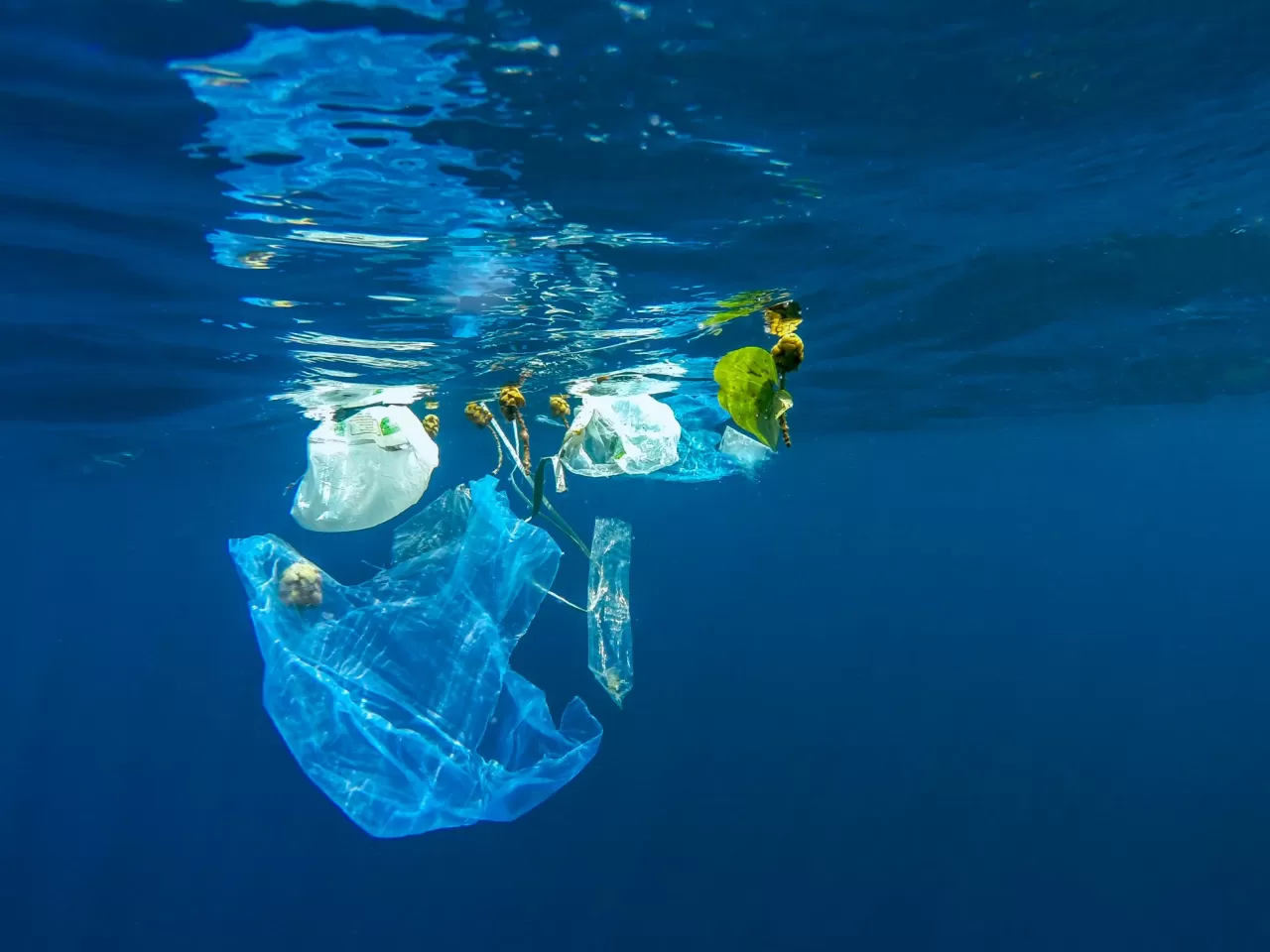 Okyanuslarda Çok Fazla Plastik Vardır