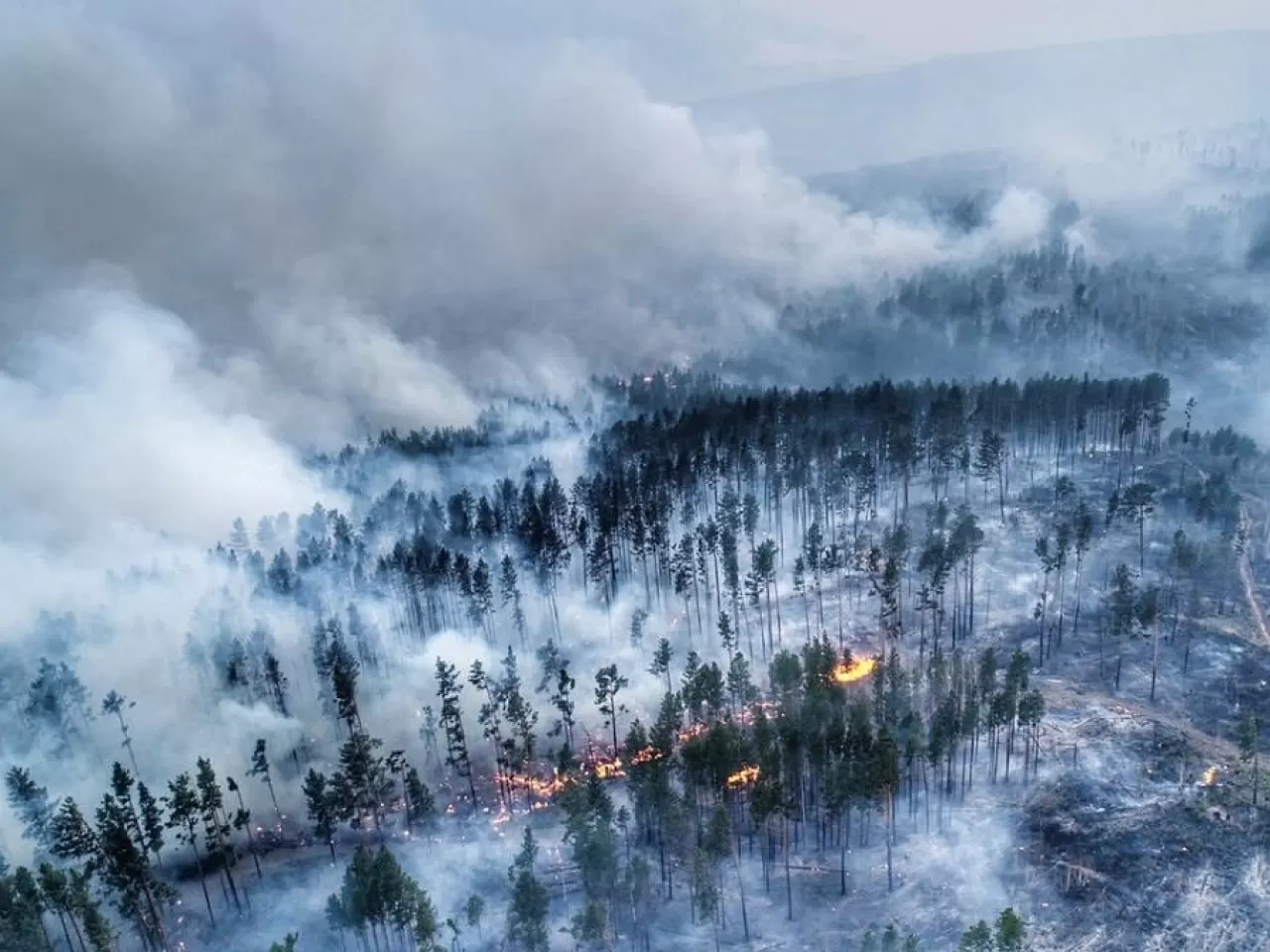Sibirya Tayga Yangını