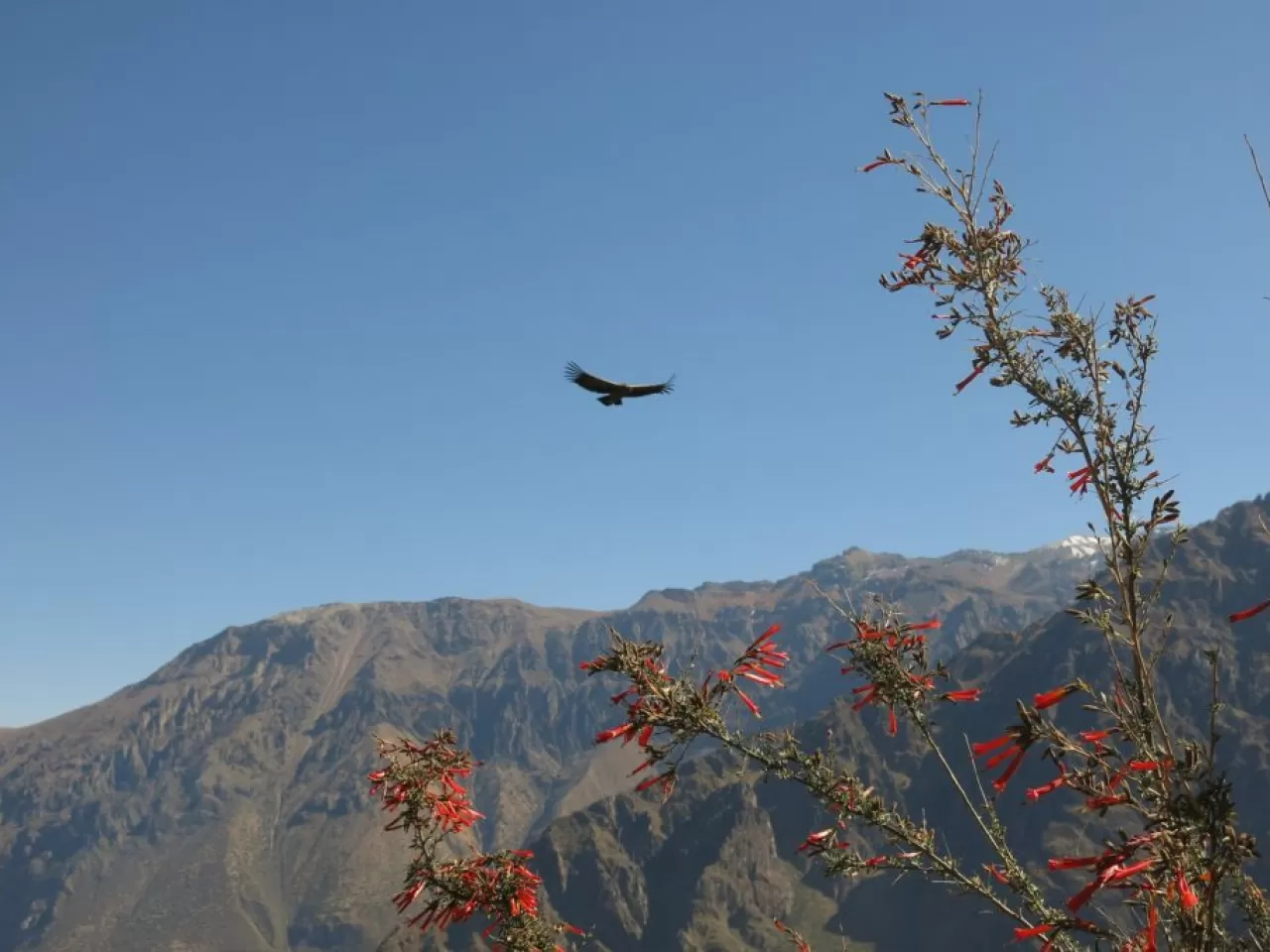 Peru Yaban Hayatı ve Bitki Çeşitliliği