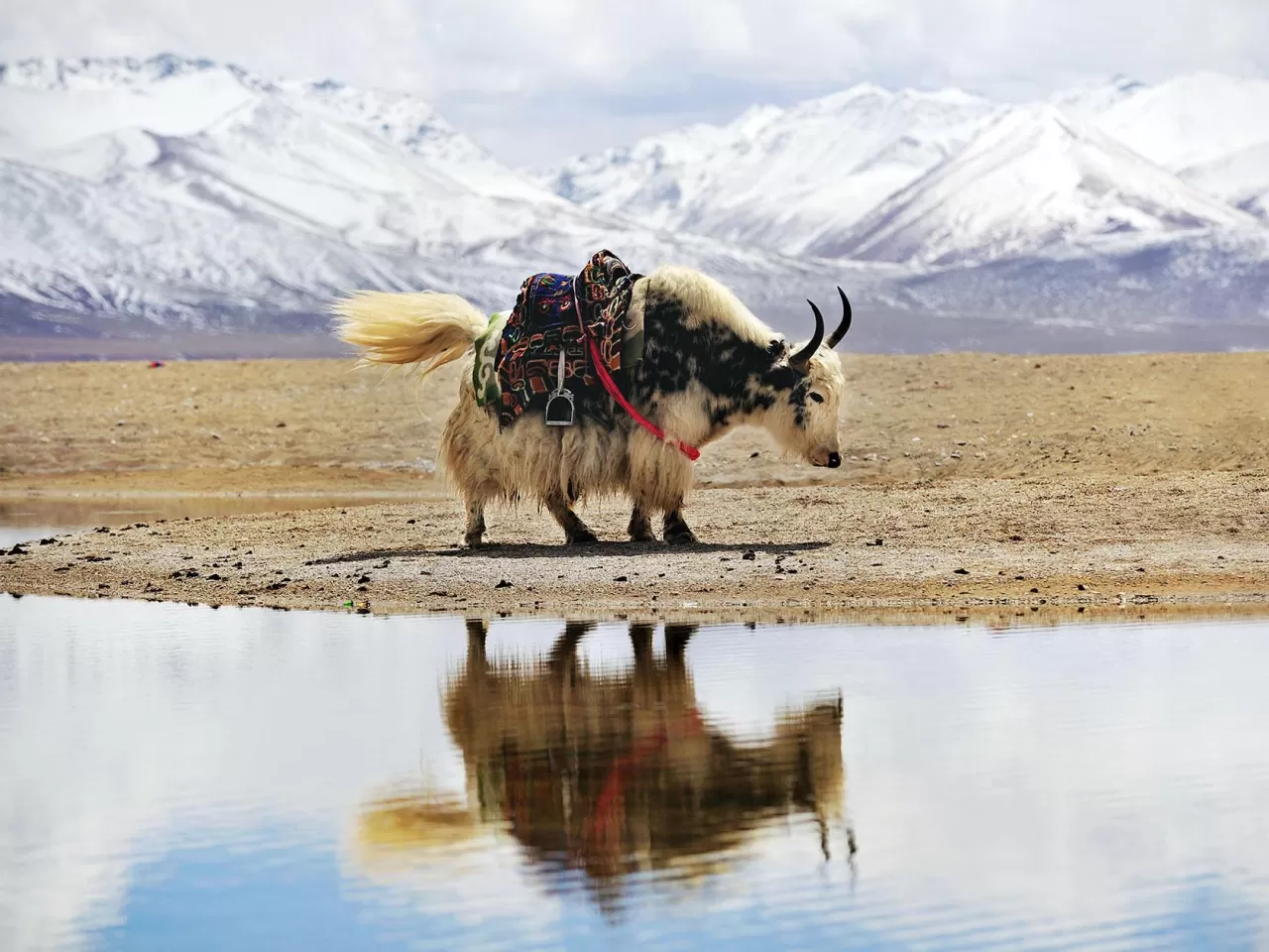 ‘Yak’ Ağırlıklı Eşsiz Mutfak