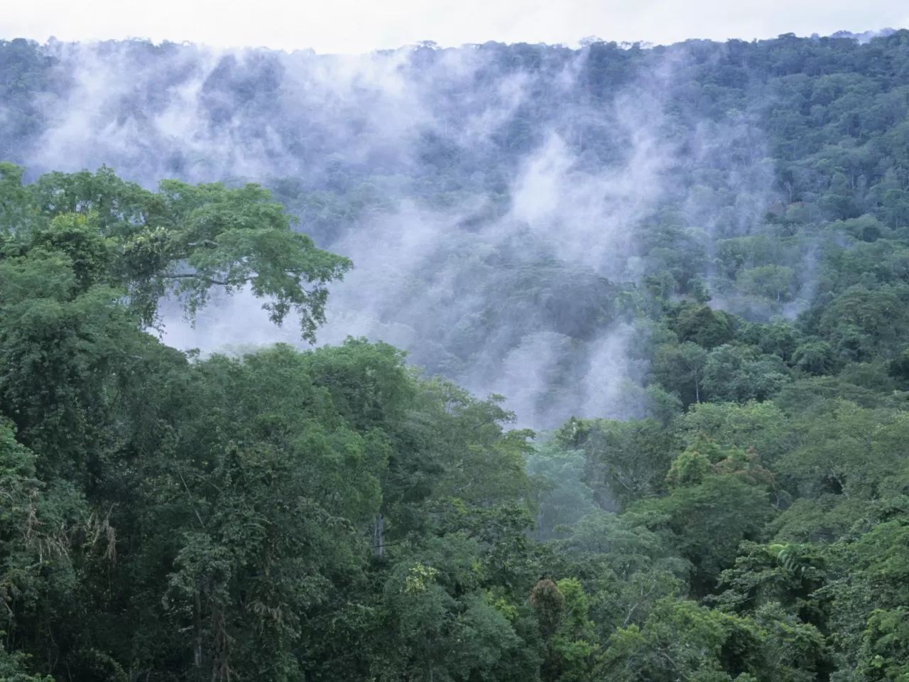 Kongo Yağmur Ormanları, Afrika