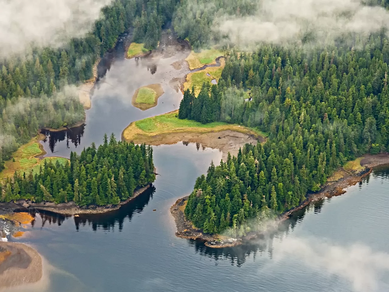 Tongass Ulusal Ormanı, Kuzey Amerika