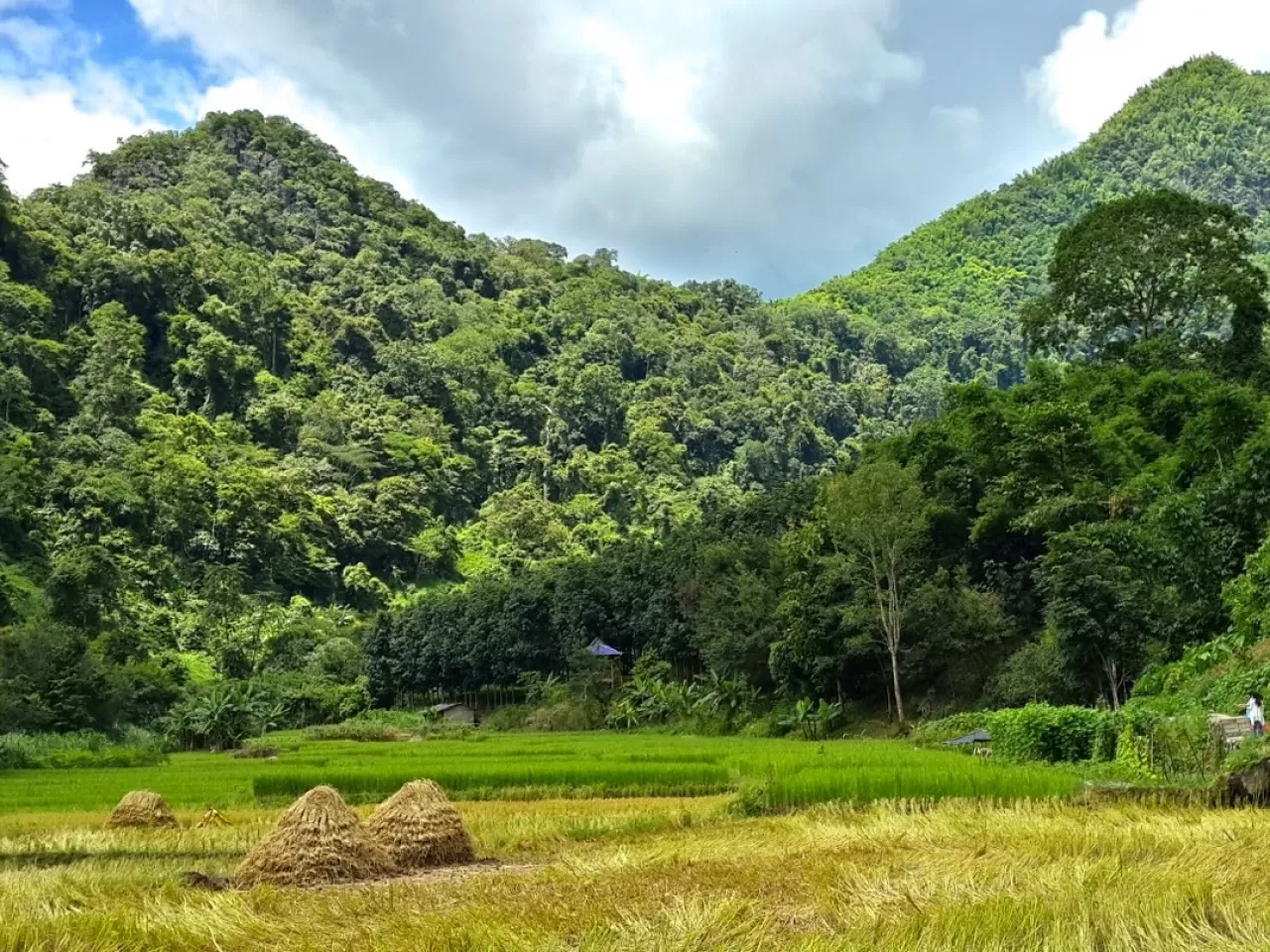 Xishuangbanna'nın Yağmur Ormanı, Asya