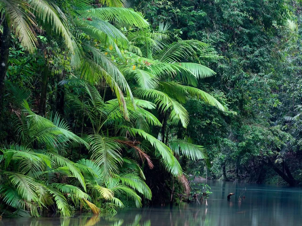 Daintree Yağmur Ormanı, Avustralya