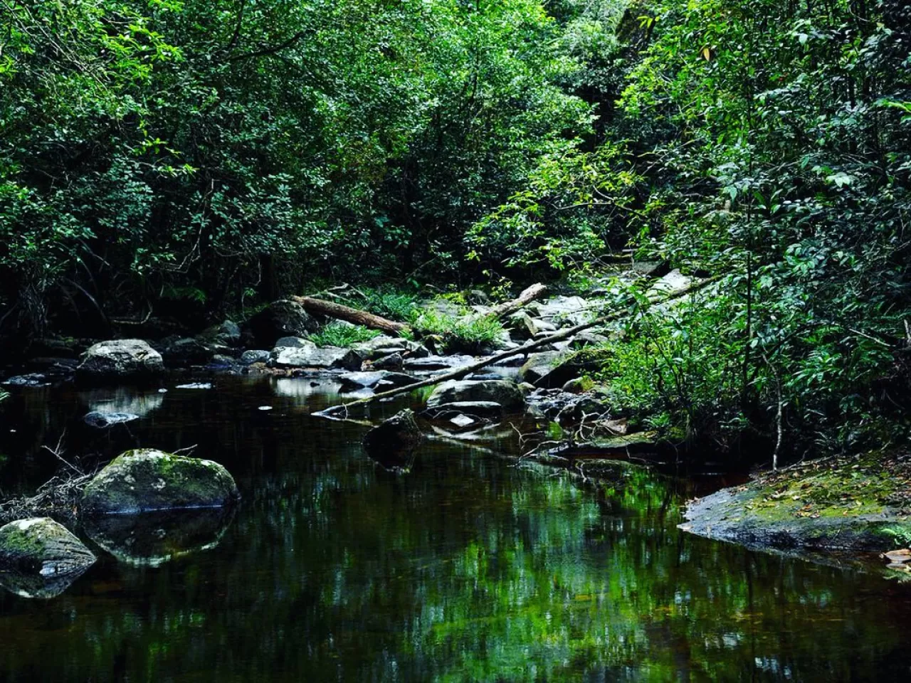 Sinharaja Ormanı, Asya