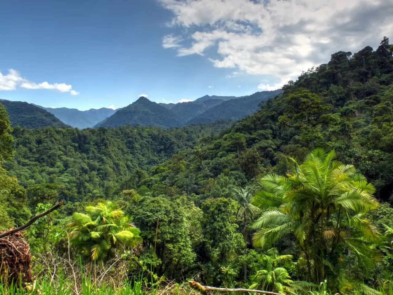 Mindo - Nambillo Bulut Ormanı, Güney Amerika