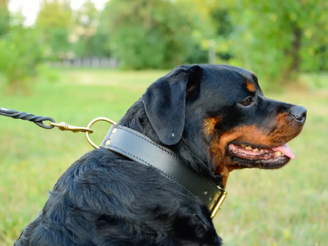 Geri Çekilebilir Köpek Tasması
