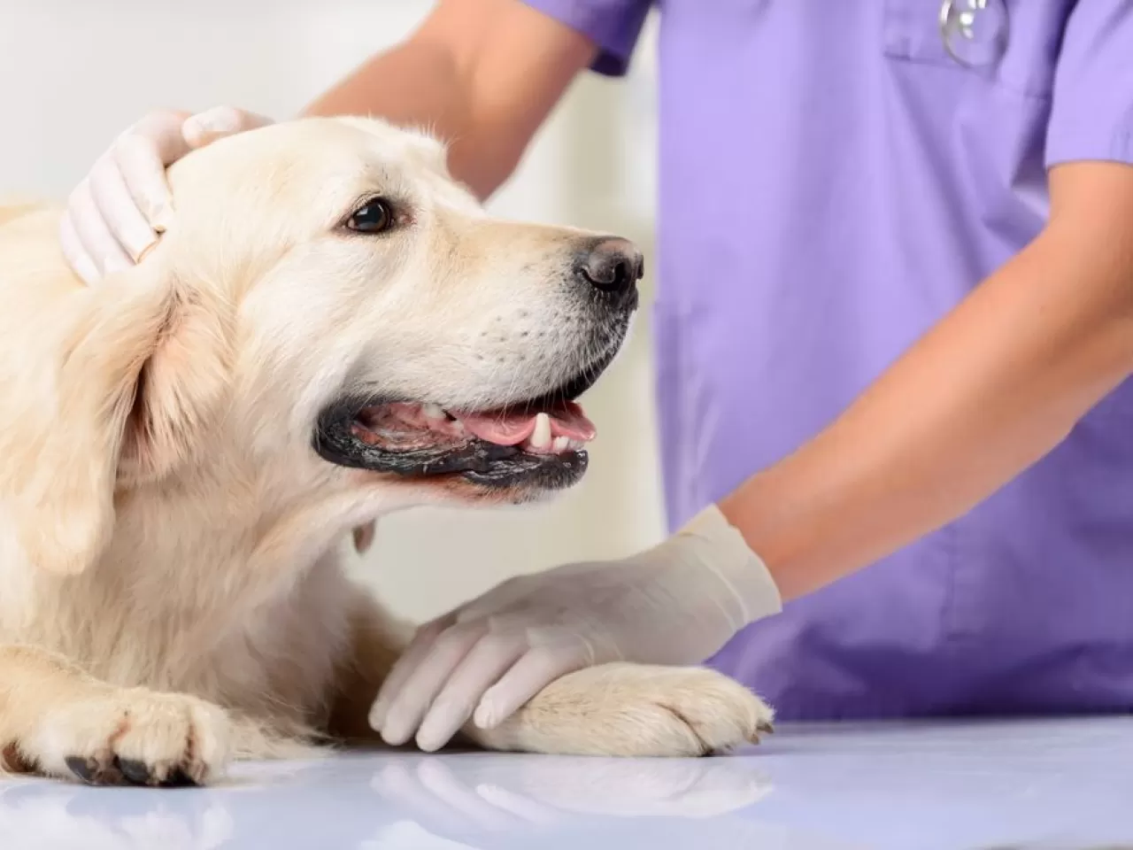 Köpek Kısırlaştırmanın Zararları Nelerdir?
