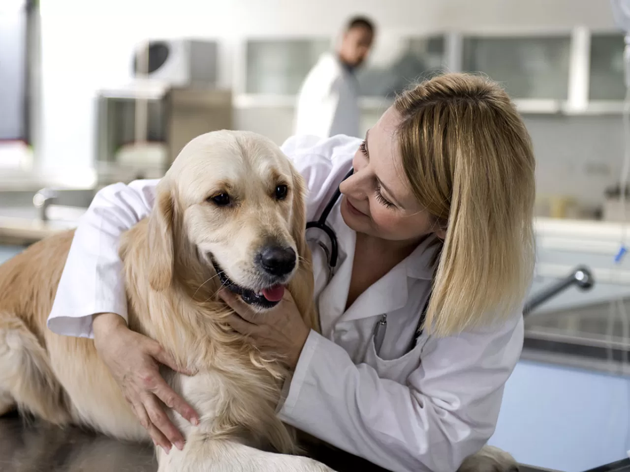 Köpek Kısırlaştırmanın Faydaları Nelerdir?