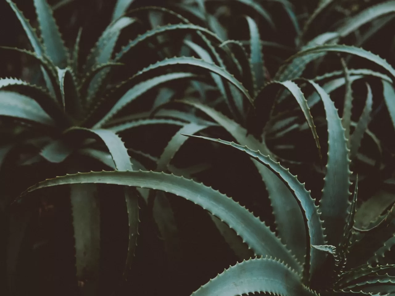 Aloe Vera