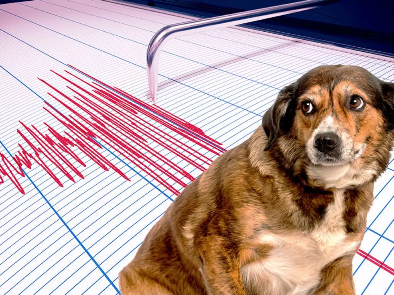 Hayvanların Tepkisi Deprem Habercisi Olabilir mi?