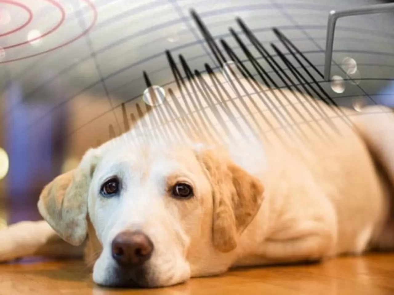 Hayvanların Tepkileri Deprem Habercisi Olarak Güvenilir midir?