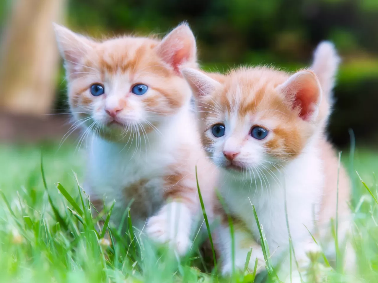 Kediler Depremi Hissediyorlar mı?