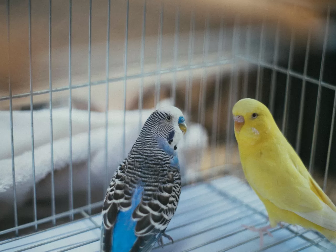 Muhabbet Kuşlarının Özellikleri Nelerdir?