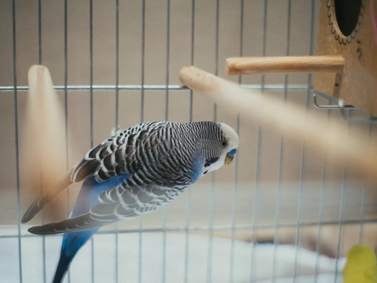 Muhabbet Kuşu Kafesi Nasıl Olmalı?