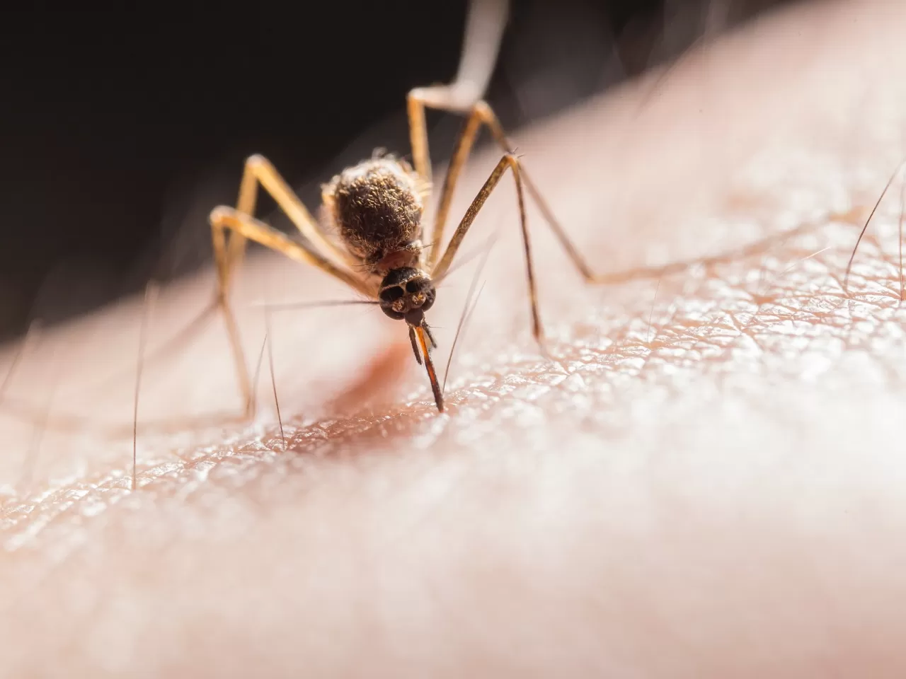 Sivrisinek Isırığı Kaşıntısı Nasıl Geçer?
