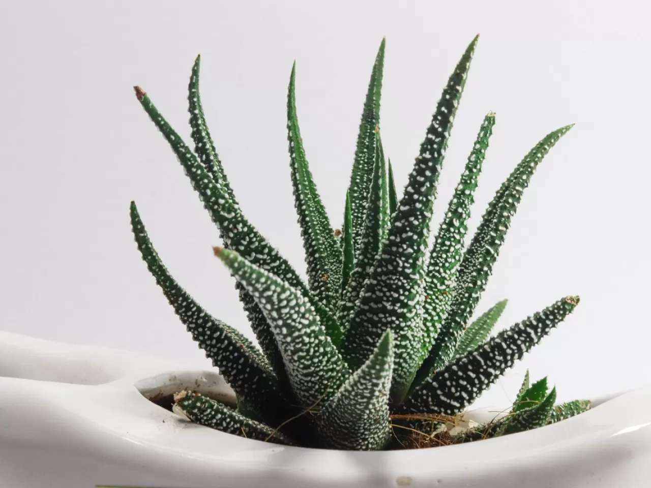 Her Derde Deva Aloe Vera!