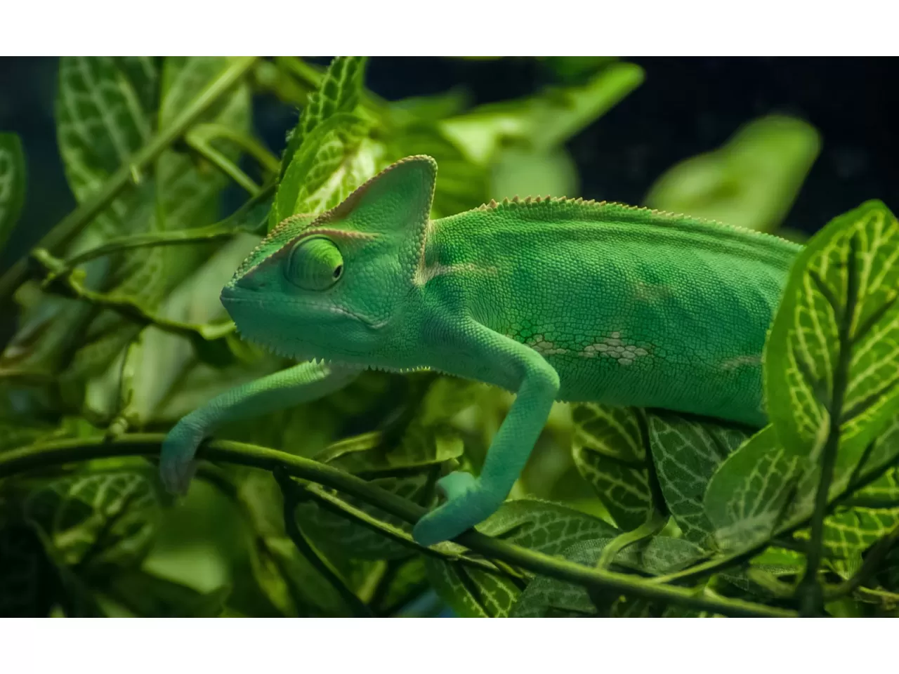 Evrimsel Değişim (Adaptasyon ya da Uyum)